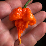 Spice Factory - Spiced Smoky Reaper Hot Sauce (2023 Limited Edition Super Hot Series)